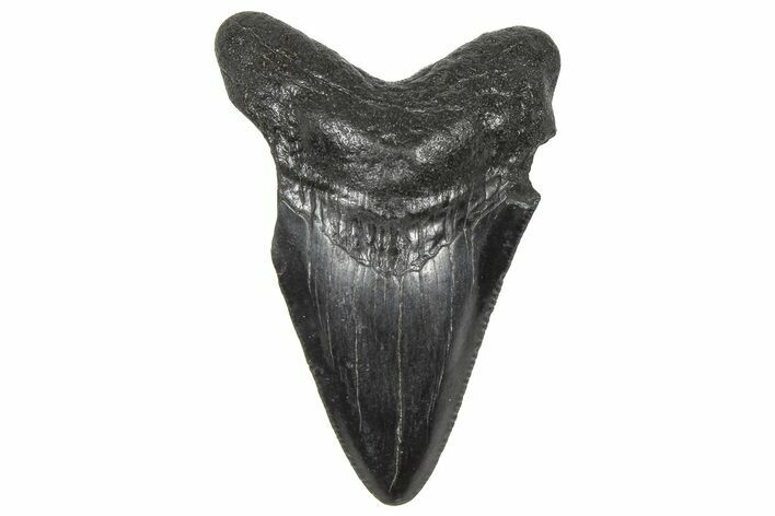 Serrated, Juvenile Megalodon Tooth - South Carolina #360941